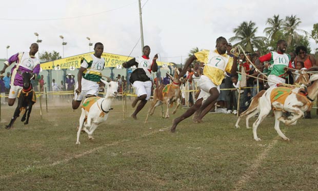 Corrida de cabras foi disputada na segunda-feira em Trinidad e Tobago. (Foto: Andrea De Silva/Reuters)