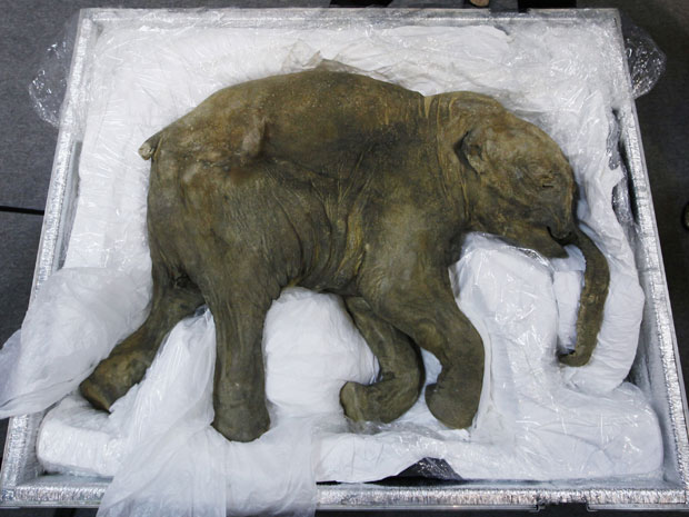 O mamute melhor preservado do mundo é descoberto  - TecMundo