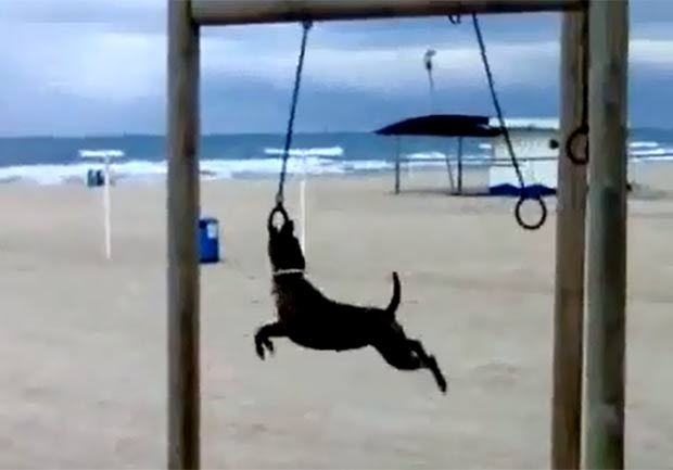 Cão mostrou talento ao fazer movimentos acrobáticos em uma argola de ginástica. (Foto: Reprodução/YouTube)