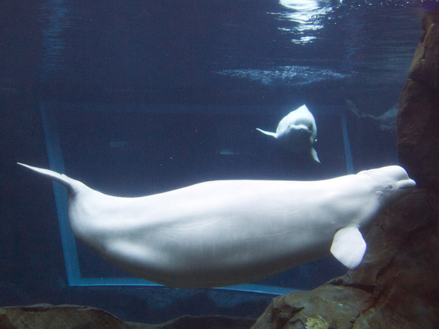 A baleia beluga Maris, que vive no aquário de Georgia, nos Estados Unidos está grávida e deve dar à luz em junho. A espécie também é conhecida como baleia branca, devido à sua cor, e pode chegar até 5 metros de comprimento.  (Foto: AP Photo/John Bazemore)