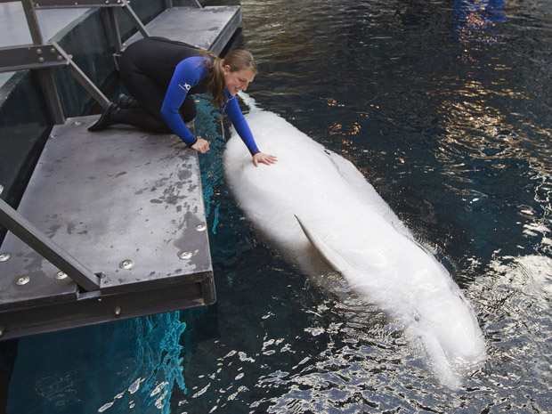 A treinadora de animais do Aquário de Geórgia, Mackezie Mueller, trabalha com a beluga Maris.  (Foto: AP Photo/John Bazemore)