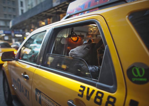 Cabra 'Cacau' passeia de táxi por Nova York.  (Foto: Allison Joyce/Reuters)