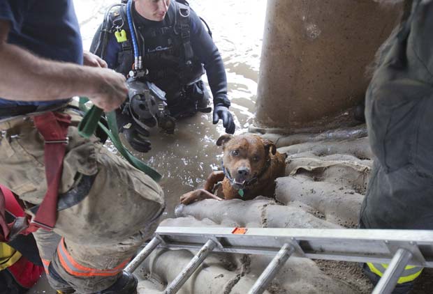 Resgate do cão levou duas horas e meia (Foto: AP)