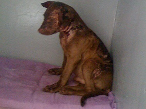 Cachorro queimado com produto químico logo depois da agressão, em fevereiro de 2012. (Foto: Arquivo pessoal)