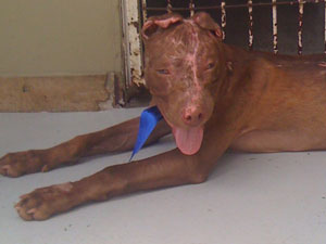Cão queimado em Goiás (Foto: Arquivo pessoal)