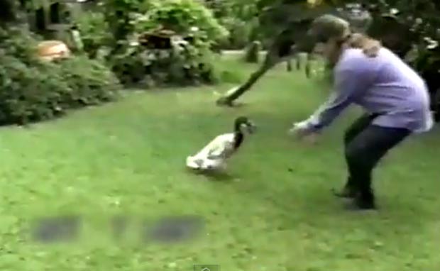 Pato faz sucesso na internet ao agir como se fosse um cão. (Foto: Reprodução/YouTube)