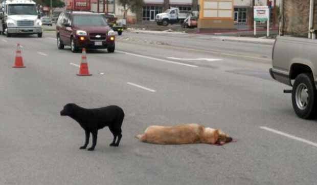 Grace ao lado do cão atropelado (Foto: County of Los Angeles Department of Animal Care and Control/AP)