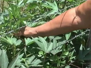 Plantação em quintais de Timbiras, MA (Foto: Reprodução/TV Mirante)