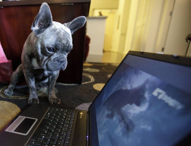 'DogTV' conta 1 milhão de assinantes em San Diego. (Foto: Gregory Bull/AP)
