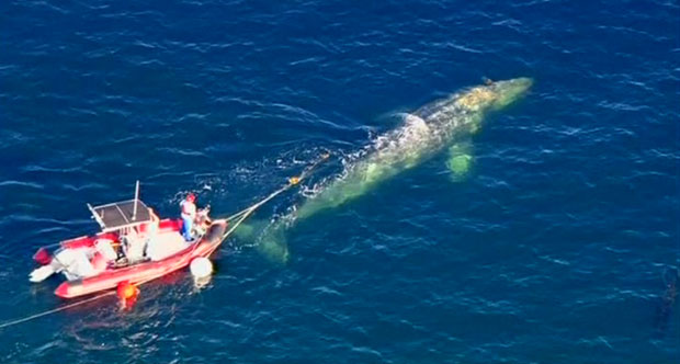 Ambientalistas tentam salvar baleia presa em redes de pesca na Califórnia (Foto: BBC)