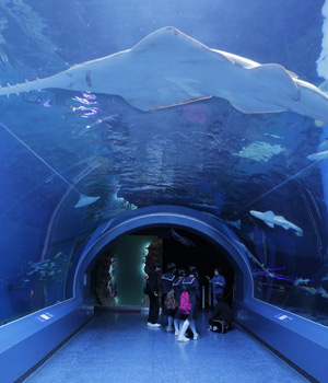 Crianças japonesas observam peixe-serra gigante em aquário (Itsuo Inouye/AP)