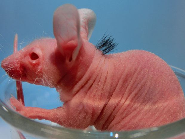 Folículos capilares feitos com células-tronco foram transplantados para o camundongo (Foto: Tokyo University of Science/AFP)