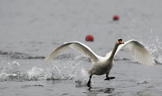 Um ganso que voava entre as raias durante o treino da equipe olímpica britânica de remo no Lago Varese,  no norte da Itália, parecia 'andar sobre as águas' nesta quarta-feira (18) (Foto: Stefano Rellandini/Reuters)