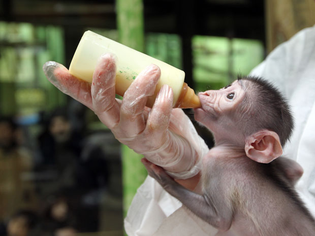 Loango, macaco mangabei nascido em zoológico francês (Foto: AFP Photo/Kenzo Tibouillard)