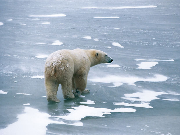 Urso polar no norte do Canadá (Foto: Hansruedi Weyrich/Science/AAAS)