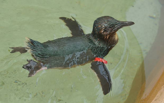 Trio foi acusado de roubar o pinguim 'Dirk'. (Foto: AFP)