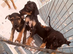 Feira de adoção de animais é realizada em Sorocaba, SP (Foto: Divulgação)