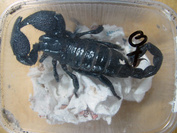 Escorpiões e aranhas são apreendidos pelo Ibama em Passo Fundo, RS (Foto: Ibama/Divulgação)