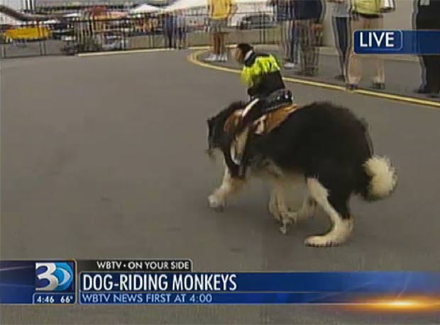 Um macaco fez sucesso em uma feira em Concord, no estado da Carolina do Norte (EUA), por cavalgar um cão.  (Foto: Reprodução/WBTV)