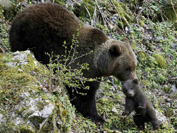 ... um deles foi "capturado" pela mãe. Será que era uma "bronca" no pequeno mamífero? (Foto: Joao Vieria/Reuters)