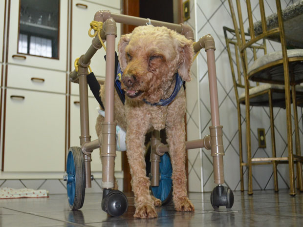 Cachorra idosa ganha cadeira de rodas em Araraquara (Foto: Manoela Marques/G1)