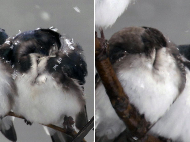 Detalhe da imagem mostra alguns dos pássaros, que com a penugem estufada parecem ter perdido as cabeças (Foto: David Duprey/AP)