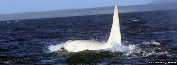 Orca branca adulta é vista pela primeira vez (Foto: E Lazareva/Ferop/BBC)