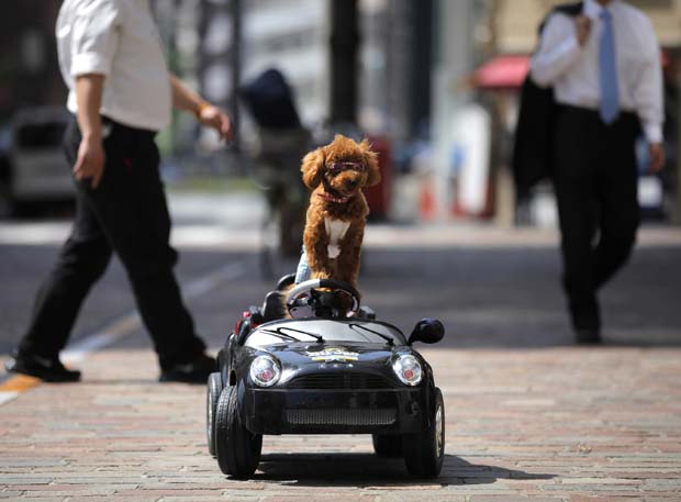 Poodle vira 'motorista' no Japão (Foto: Itsuo Inouye/AP)