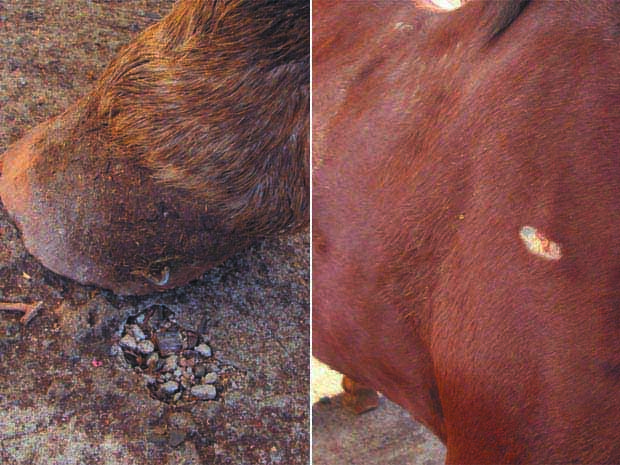 Prego fincado ao casco e marca de ferida apontam maus-tratos a cavalo em Jaboticabal, SP (Foto: Reprodução/EPTV)