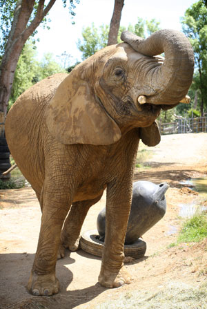 O elefante africano Jumbo, também conhecido como Mila, em foto de 13 de dezembro de 2010 no zoo Franklin, próximo a Auckland, na Nova Zelândia (Foto: AP)