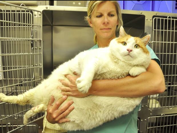 'Meow' chegou ao abrigo pesando impressionantes 18 quilos. (Foto: Divulgação/sfhumanesociety.org)