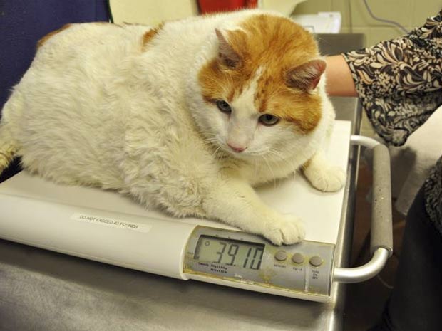 'Meow' pesou 39 libras e 10 onças (cerca de 18 kg). (Foto: Divulgação)