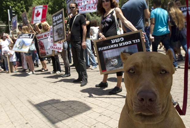 Cão 'encara' câmera durante protesto de ecologistas contra o uso de peles de animais nesta sexta-feira (27) durante um protesto em Tel Aviv, Israel. Eles protestavam contra a morte de focas em países como Canadá e Namíbia (Foto: Jack Guez/AFP)