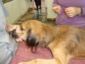 Cão passa por sessão de acunpultura na sede da ONG em Piracicaba (Foto: Divulgação)