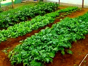Plantação de horta é incentivada nas escolas  (Foto: Reprodução/ Tv Integração)