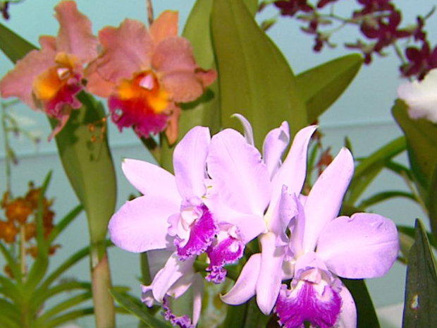 Critérios para escolher as melhores orquídeas incluem formato e quantidade de flores. (Foto: Reprodução/EPTV)