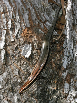 Tipo de lagarto nativo da Jamaica (Foto: Joseph Burgess, Penn State University)