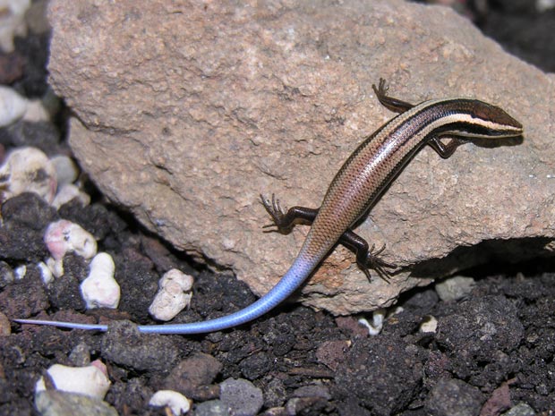 Tipo de lagarto nativo de Antigua (Foto: Karl Questel, Penn State University)