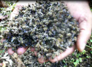 Apicultores suspeitam que abelhas tenham sido envenenadas (Foto: Reprodução EPTV)