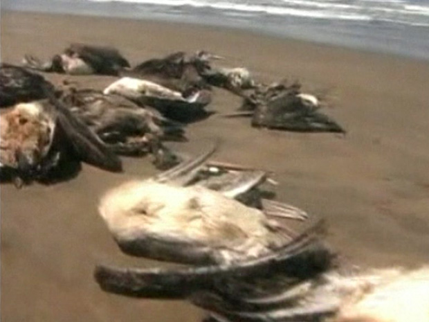Morte de pelicanos intriga autoridades peruanas (Foto: BBC)