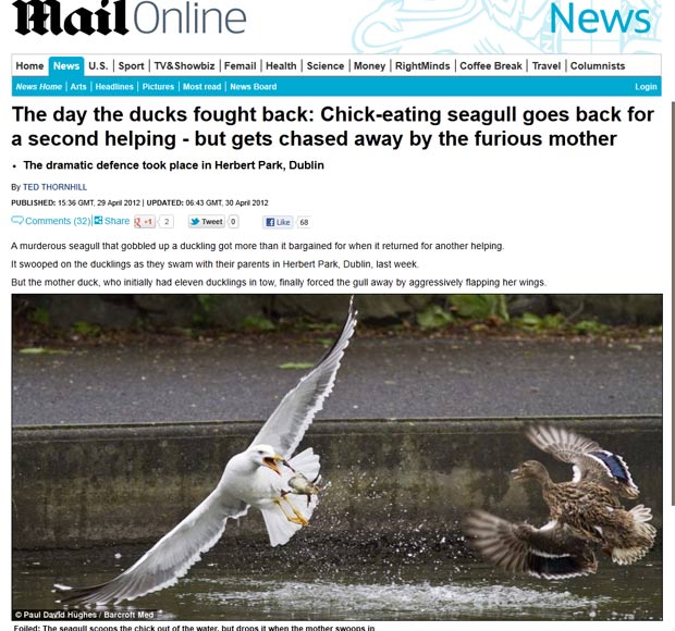 Pata ataca gaivota salvar filhote. (Foto: Reprodução)