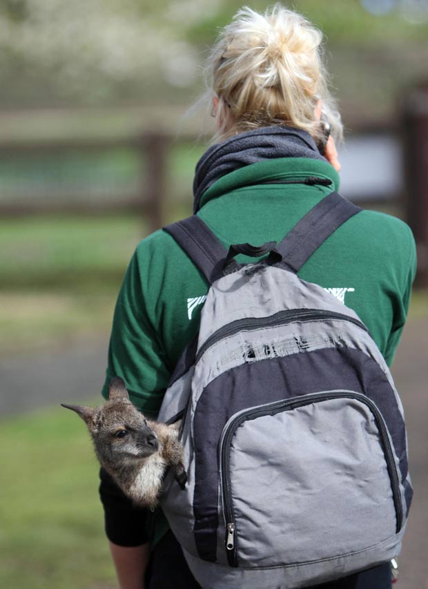 Tratadora Jo Shirley carrega filhote de wallaby em mochila. (Foto: Steve Parsons/PA/AP)