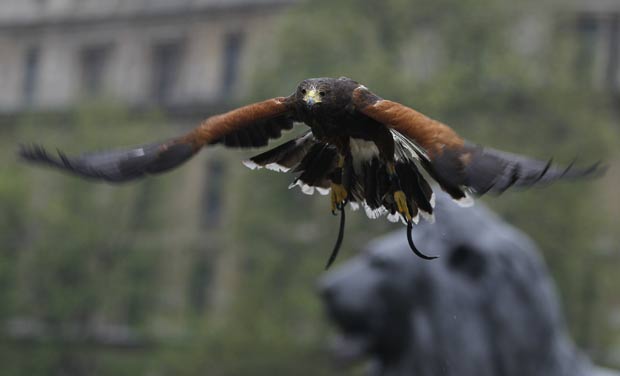 Falcão chamado 'Harris' é usado para afastar os pombos da Trafalgar Square. (Foto: Alastair Grant/AP)