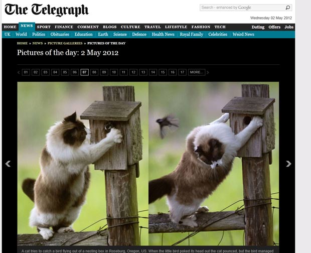 Gato se deu mal ao tentar capturar passarinho em seu ninho. (Foto: Reprodução/Daily Telegraph)