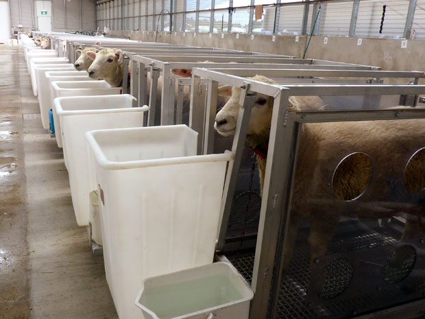 Laboratório mede os gases emitidos pela flatulência das ovelhas (Foto: AFP/Neil Sands)