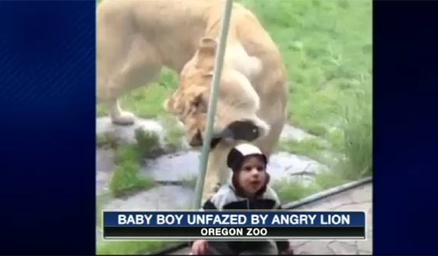 Separado por vidro, leão tentou abocanhar menino em zoo. (Foto: Reprodução)