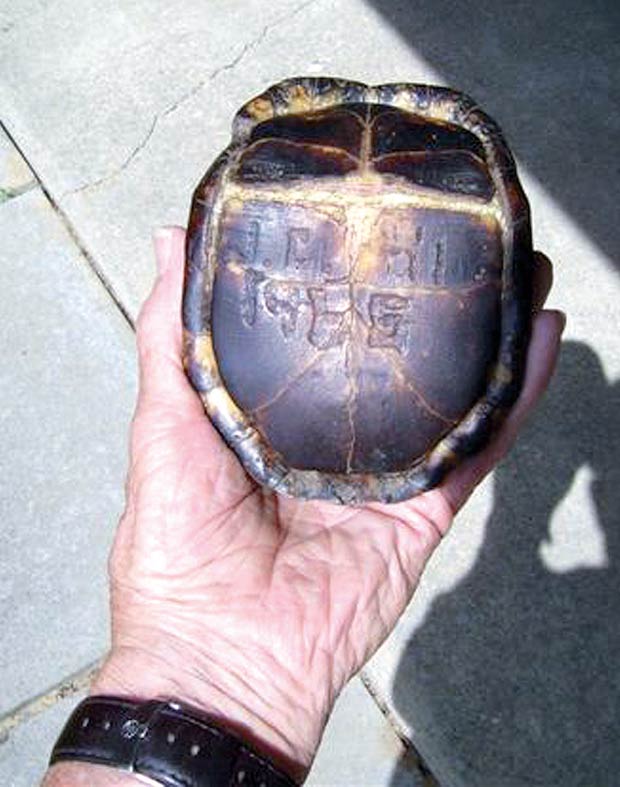 Iniciais gravadas no casco da tartaruga (Foto: AP)
