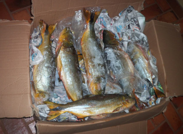 Peixes apreendidos pela polícia no RS (Foto: Divulgação/Polícia Ambiental)