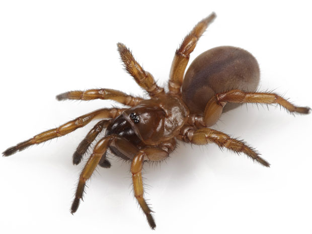 Fêmea da espécie de aranha 'M. tigris' (Foto: Universidade de Auburn/Divulgação)