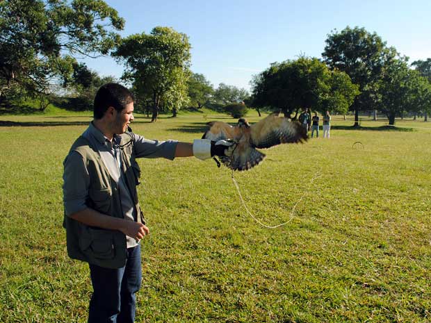 Especialistas tentam devolver gavião ao seu habitat natural (Foto: Sérgio Louruz/Divulgação, PMPA)